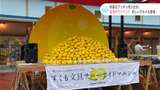 珍しいグルメも登場！「少し苦味があるけどおいしい」宿毛市特産の文旦を売り出そうと道の駅でイベント賑わう【高知】|TBS NEWS DIG