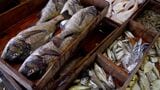 「瀬戸内の海の幸を知ろう!食べよう!」瀬戸内海で獲れる魚も変化 シャコやママカリが減少傾向に | 岡山・香川のニュース | 天気 | RSK山陽放送