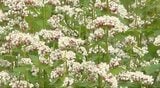 風に強く、茎が「立ち」続けることからその名が…「タチアカネ」の花が見ごろ…長野・青木村特産のソバの品種|TBS NEWS DIG