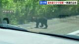 死んだ母グマをさがしていたか…道央道で再び子グマがみつかり約4時間通行止め 子グマは死んでいるのが確認される | 北海道のニュース|HBC北海道放送
