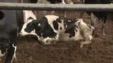 「適温は5～20度なのに…」猛暑で搾乳量が1日200L減少 愛媛の酪農家が悲鳴|TBS NEWS DIG