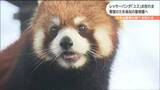 さよなら「ユズ」レッサーパンダのお別れ会“繁殖で高知に引っ越し”でファン別れ惜しむ　仙台　|　宮城のニュース│tbc NEWS│tbc東北放送