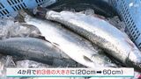 速い潮の流れが育てた「城ケ崎サーモン」沖のいけす育ち 適度な脂で味わいさっぱり【しずおか産】 | 静岡のニュース | SBSNEWS | 静岡放送