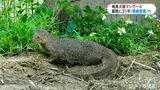 放った経緯は不明…奄美大島のハブ対策にマングース 捕獲から30年で今月3日「根絶宣言」へ | 鹿児島のニュース|MBC NEWS|南日本放送