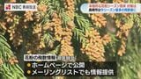 今シーズン最も多いスギ花粉の飛散を確認　花粉シーズン到来　長崎|TBS NEWS DIG