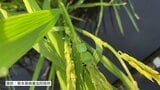 熊本県『斑点米カメムシ注意報』発表 “平年比4倍” コメ品質低下の恐れ | 熊本のニュース|RKK NEWS|RKK熊本放送