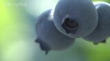 ブルーベリー召し上がれ!9日から摘み取り体験 生育順調でシーズン早まる 富山|TBS NEWS DIG
