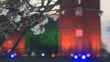 桜前線がついに北海道根室市へ 6日にチシマザクラ開花でライトアップ開始 赤レンガのサイロと夜桜の共演、日本で最後に咲く春の景色|TBS NEWS DIG