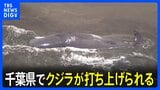 千葉県の海岸にクジラが打ち上げられる…少なくとも4頭か 上空からの様子|TBS NEWS DIG