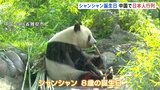 パンダのシャンシャン8歳に 日本のファンが中国・四川省に詰めかける 「去年にも増して魅力的!」 人間の24歳相当|TBS NEWS DIG