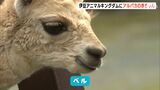 「母親に甘える姿がかわいい」アルパカの赤ちゃんが来園者に人気=静岡・東伊豆町|TBS NEWS DIG