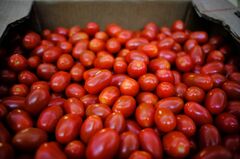 米国、メキシコ産トマト輸入の大半について17％の関税賦課| TBS CROSS DIG with Bloomberg