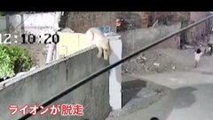 パキスタンでペットのライオンが脱走　女性と子どもを襲う| TBS CROSS DIG with Bloomberg