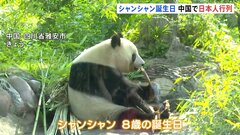 パンダのシャンシャン8歳に　日本のファンが中国・四川省に詰めかける 「去年にも増して魅力的！」 人間の24歳相当| TBS CROSS DIG with Bloomberg