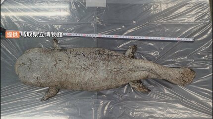 巨大オオサンショウウオ」海岸で死がい見つかる 堰堤を登れず力尽き