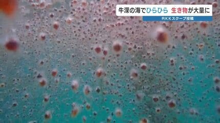 天使」が大量発生！？牛深の海に異変 一体なに？ 熊本 | 熊本の