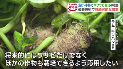 寿司のマチ・小樽」で本ワサビの栽培工場が稼働！「収穫期間を半分に