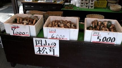高梁市の直売所に「マツタケ」ずらり 岡山県産は平年並み100グラム4000