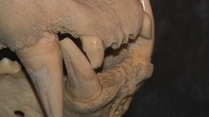 沖縄県産　哺乳類の歯化石 沖縄県産 哺乳類の歯化石