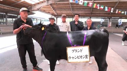 メス牛の大きさや姿勢、体のラインを審査 春の畜産共進会 水迫畜産の不