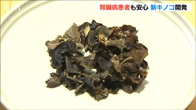 カリウム少なく腎臓病患者も安心して食べられるキノコが誕生　今後は産官学の連携施設でも栽培へ　新潟・新発田市|TBS NEWS DIG