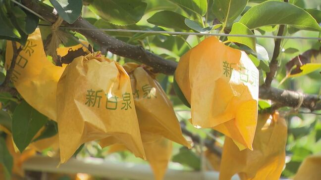 恵みの雨？「砂丘らっきょう」「二十世紀梨」の農家は|TBS NEWS DIG