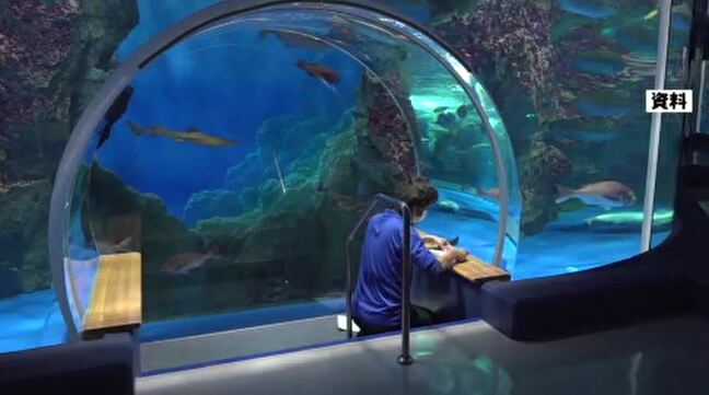 のとじま水族館 7月20日から営業再開【能登半島地震】|TBS NEWS DIG