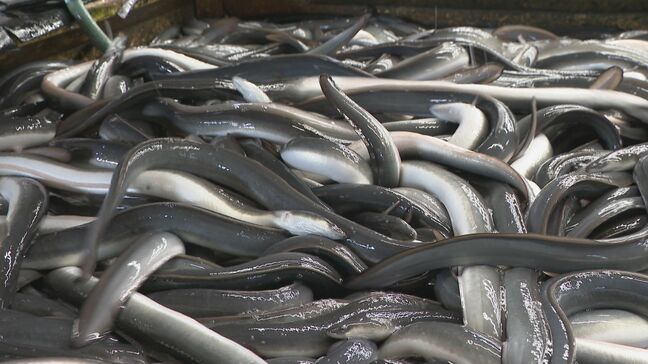 一色産ウナギ“土用の丑の日”を前に出荷最盛期 エサ代・燃料費高騰も… シラスウナギ豊漁で3割ほど安く 愛知・西尾市|TBS NEWS DIG