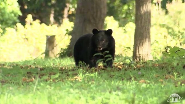 政府が「クマ被害対策パッケージ」を取りまとめ　緊急・短期・中期の3段階で対応　知事らが求めていた対策費用の支援なども盛り込まれる【熊災】|TBS NEWS DIG