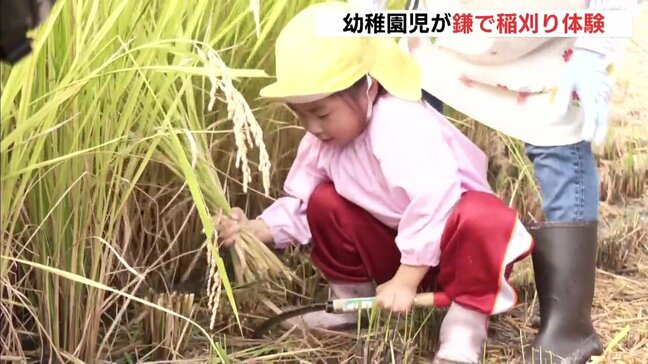 上手に鎌が使えるかな？　幼稚園児が稲刈り体験　広島・三次|TBS NEWS DIG