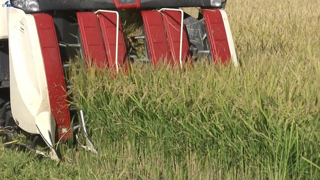 岩手県内の水稲刈取り進捗96％　平年よりも早いペースで刈り取り進む|TBS NEWS DIG