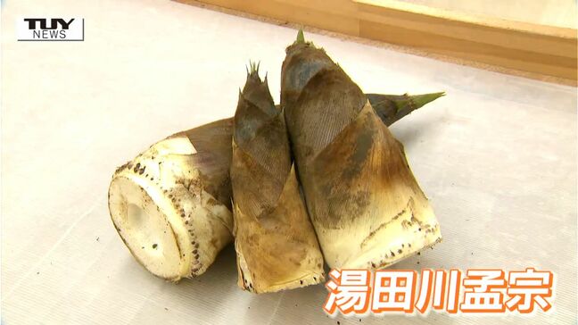 100キロ分がわずか2分で完売! 大人気のタケノコ "湯田川孟宗" の収穫が最盛期!(山形・鶴岡市)|TBS NEWS DIG