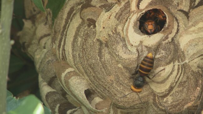 異例の猛暑で「スズメバチ」が増加のこの夏 駆除業者への依頼は例年の2割増に 巣の“駆除現場”に密着|TBS NEWS DIG