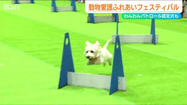 「私も緊張しています」愛犬が華麗な技を披露『動物愛護ふれあいフェスティバル』わんわんパトロール認定式も　新潟県|TBS NEWS DIG