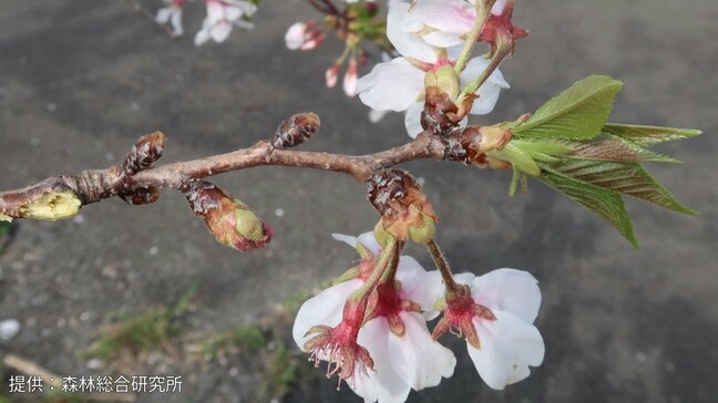 温暖化で「染井吉野（ソメイヨシノ）」が開花異常　将来的に新たなサクラの育成が必要か　冬の低温刺激不足が影響【森林総合研究所など研究グループ】|TBS NEWS DIG