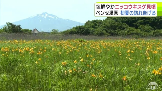 ベンセ湿原を黄色に染める　初夏の訪れ告げる花『ニッコウキスゲ』が見頃に　静寂の湿原を彩る夏山の花　岩木山を望む|TBS NEWS DIG