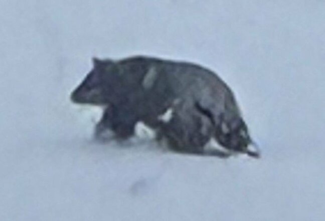 「突然何でこんな時期に」雪が降ったのに冬眠は…温泉街でクマに襲われ男性がけが　クマ対策員「珍しいケース、注意を」　目撃情報相次ぐ…約250ｍ離れた駐車場でクマ撮影…ドローンで追跡も発見できず　長野・野沢温泉村|TBS NEWS DIG