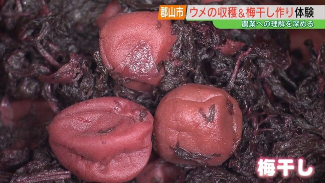 「見るとやるでは大違い」ウメを収穫したあとは、力いっぱい赤シソ揉んで…郡山市で梅干し作り体験 福島|TBS NEWS DIG
