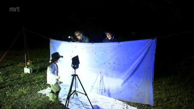 親子連れが昆虫採集に挑む　宮崎市で観察会|TBS NEWS DIG