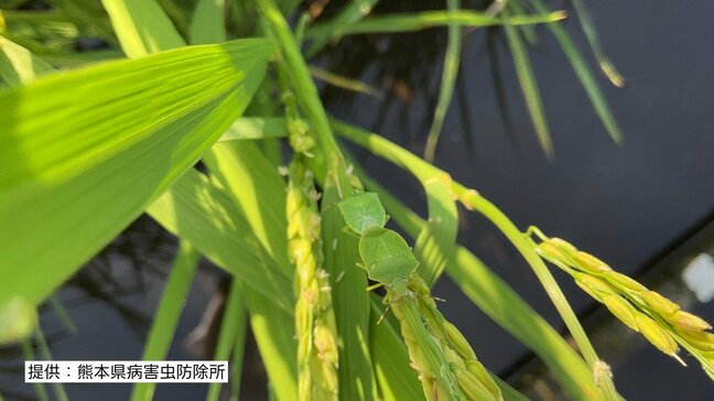 熊本県『斑点米カメムシ注意報』発表 “平年比4倍” コメ品質低下の恐れ|TBS NEWS DIG