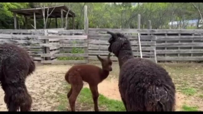 観光牧場でアルパカのメスの赤ちゃんが誕生 愛媛|TBS NEWS DIG