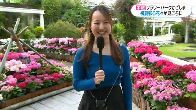 「あじさい」「ブーゲンビレア」指宿市で初夏の花が見ごろ!東南アジア原産の珍しい「ブラックキャット」も 鹿児島|TBS NEWS DIG
