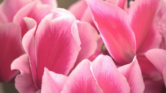 「クリスマスにシクラメンを飾ろう!」花きの生産者などの団体が山口・村岡知事にPR 猛暑でピーク遅れる|TBS NEWS DIG