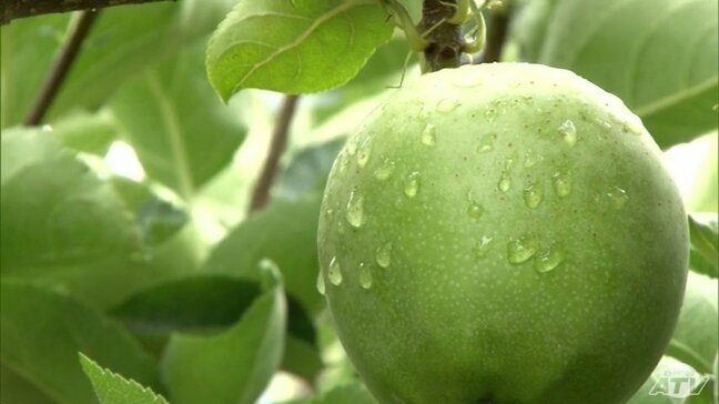 「やっと降った」「約1か月ぶりに潤いました」深刻な水不足のなか“恵みの雨”でリンゴ農家に安堵の表情　実の成長が止まり頭を悩ませていたなか「いつも通りの天候に戻ってほしい…」|TBS NEWS DIG