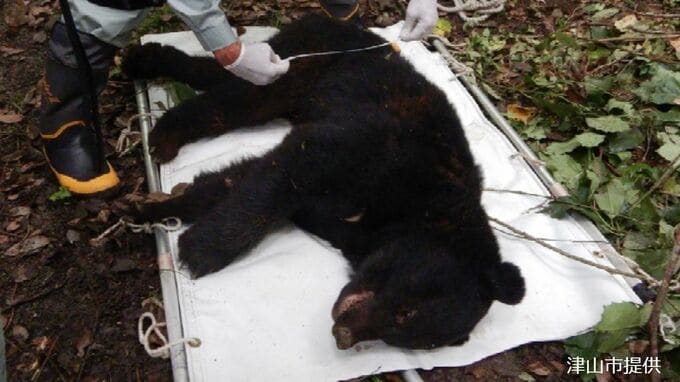 罠にかかったツキノワグマ1頭を麻酔銃で眠らせ「放獣」へ　体長140センチ体重57キロのオス【岡山・津山市】　|　岡山・香川のニュース | 天気 | RSK山陽放送