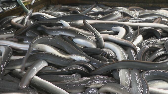 一色産ウナギ“土用の丑の日”を前に出荷最盛期 エサ代･燃料費高騰も… シラスウナギ豊漁で3割ほど安く 愛知･西尾市|TBS NEWS DIG