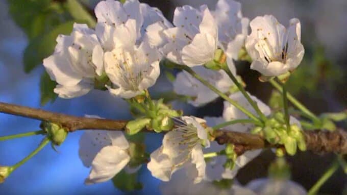 さくらんぼのハウスで「日本一早い花見」　来月中旬にはさくらんぼの出荷（山形・東根市）|TBS NEWS DIG