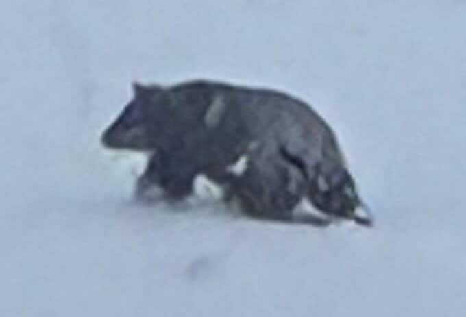 「突然何でこんな時期に」雪が降ったのに冬眠は…温泉街でクマに襲われ男性がけが　クマ対策員「珍しいケース、注意を」　目撃情報相次ぐ…約250ｍ離れた駐車場でクマ撮影…ドローンで追跡も発見できず　長野・野沢温泉村　|　SBC NEWS | 長野のニュース | SBC信越放送