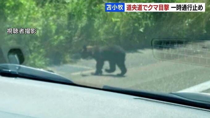 死んだ母グマをさがしていたか…道央道で再び子グマがみつかり約４時間通行止め　子グマは死んでいるのが確認される　|　北海道のニュース｜HBC北海道放送