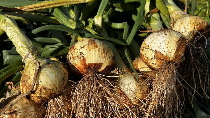 “糖度がスイカ並みの商品も”　みずみずしく甘い「サラダタマネギ」の収穫が最盛期　熊本・天草市　|　熊本のニュース｜RKK NEWS｜RKK熊本放送